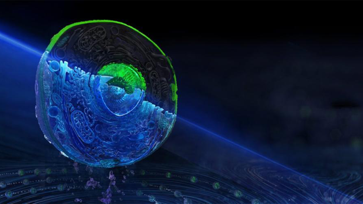 Graphic rendering of a transparent cell in a substrate