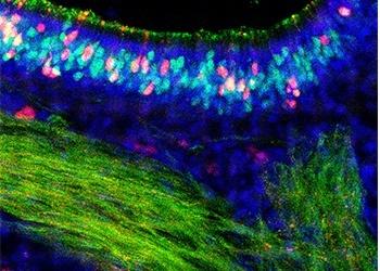 Scent-sensing cells