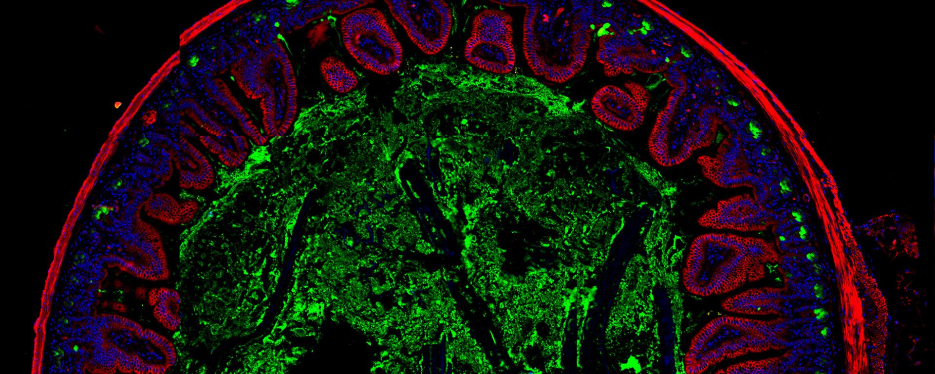 Mouse small intestinal tissue stained with UEA-1 (Green), followed with actin staining (Red) and DNA labeling (Blue) to highlight the protective epithelial barrier contained within an outer smooth muscle layer