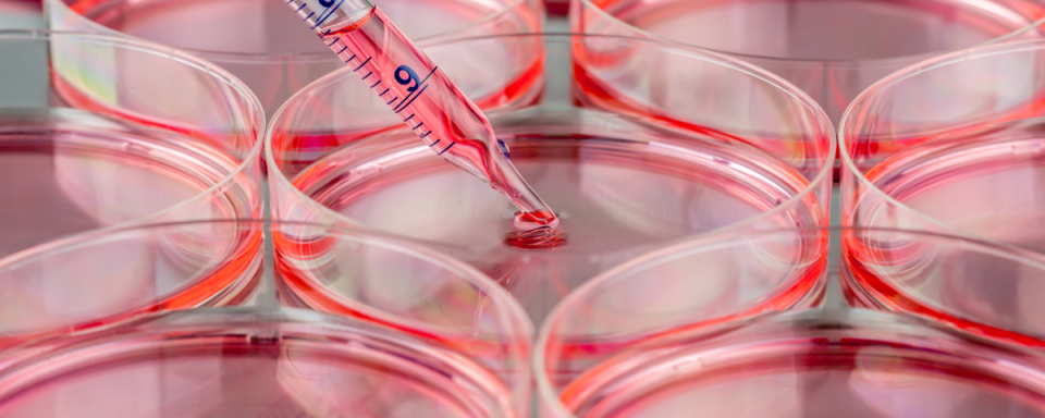 Petri dishes with red substrate. An eyedropper is placing a single drop in the center of a petri dish. 